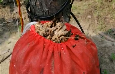 耳聽為虛，眼見為實，看得見的殺蟲效果