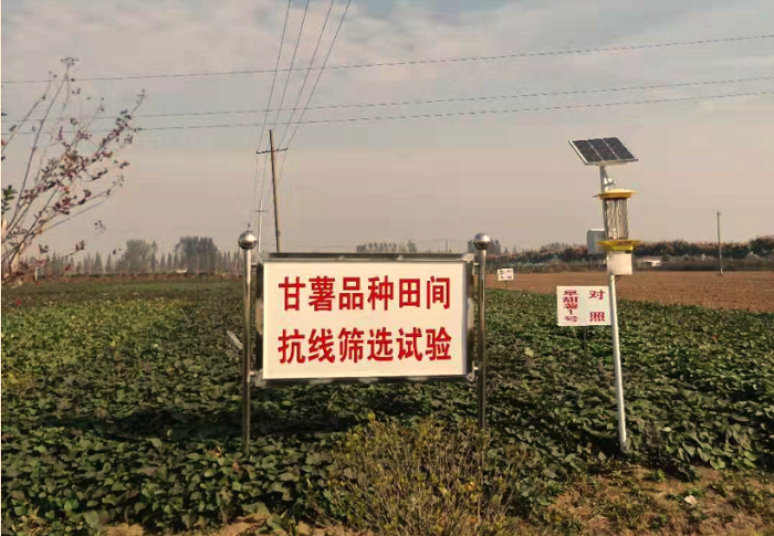 云飛太陽(yáng)能殺蟲(chóng)燈為安徽大學(xué)甘薯試驗(yàn)田綠色種